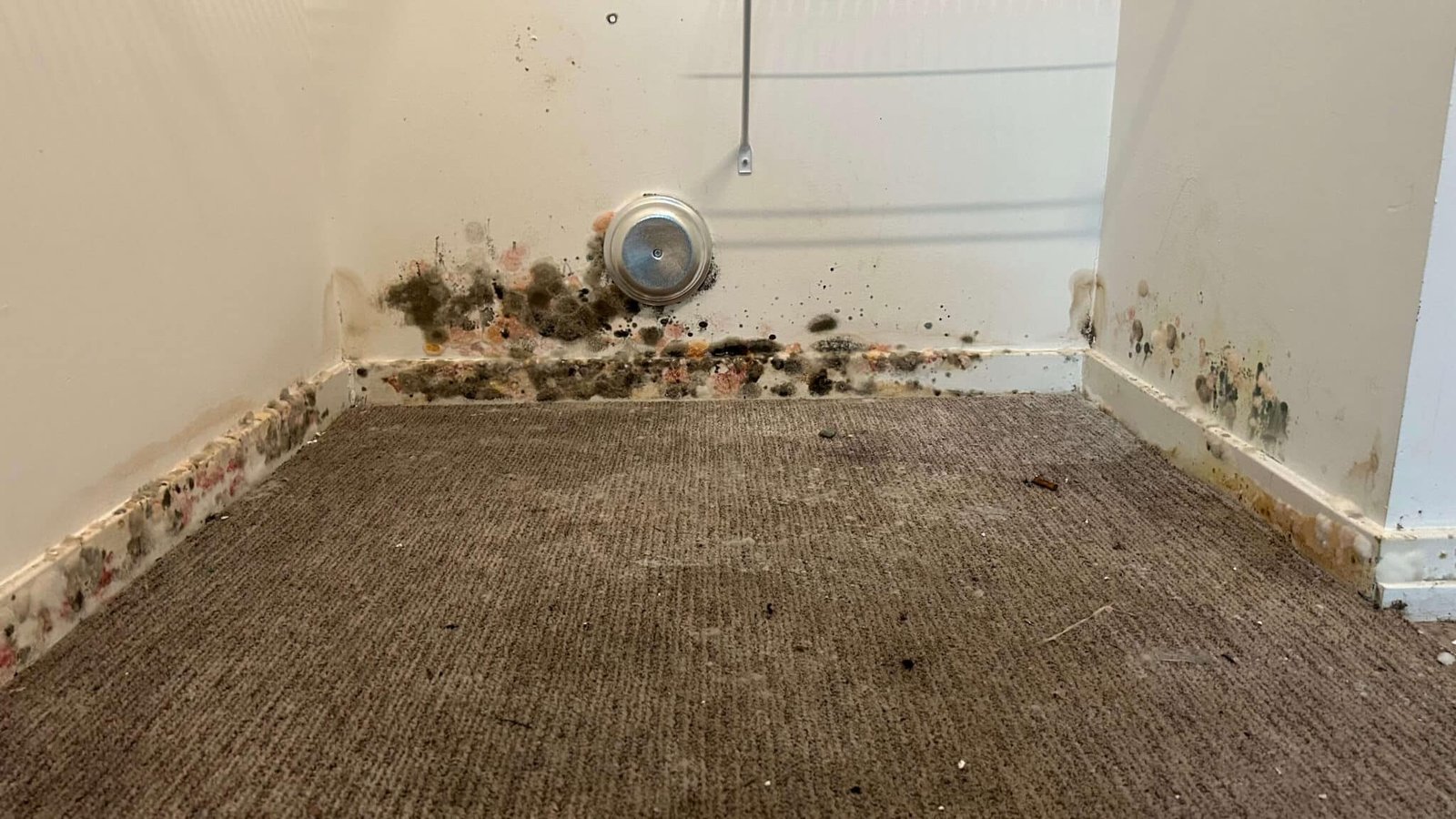 contact fort wayne mold remediation pros